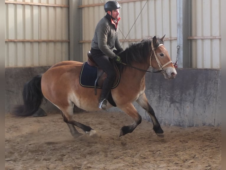 Appaloosa Mix Giumenta 7 Anni 149 cm Baio chiaro in Buttstädt