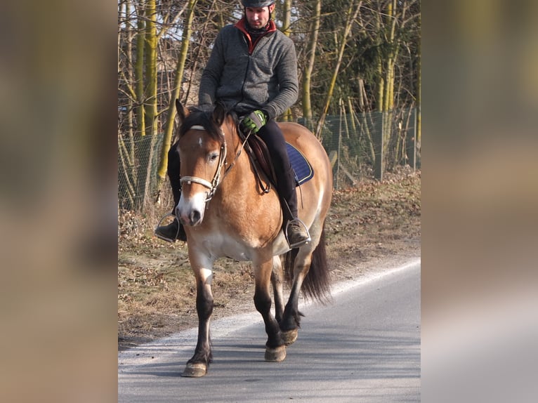 Appaloosa Mix Giumenta 7 Anni 149 cm Baio chiaro in Buttstädt