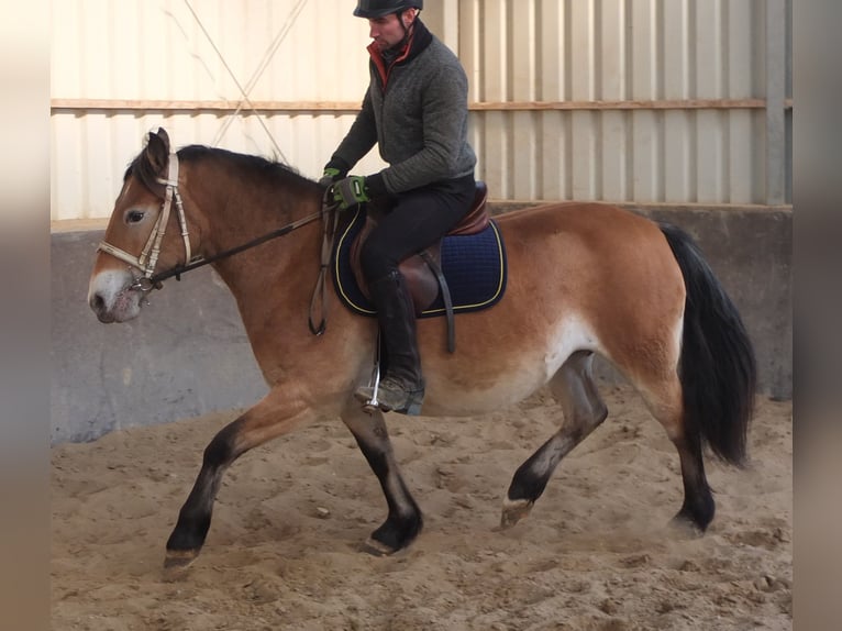 Appaloosa Mix Giumenta 7 Anni 149 cm Baio chiaro in Buttstädt