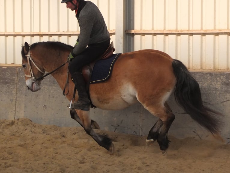 Appaloosa Mix Giumenta 7 Anni 149 cm Baio chiaro in Buttstädt