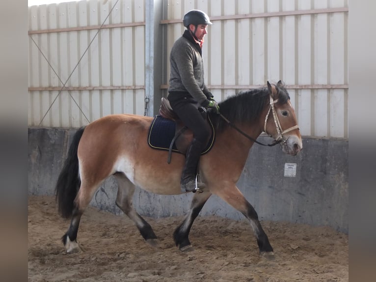 Appaloosa Mix Giumenta 7 Anni 149 cm Baio chiaro in Buttstädt