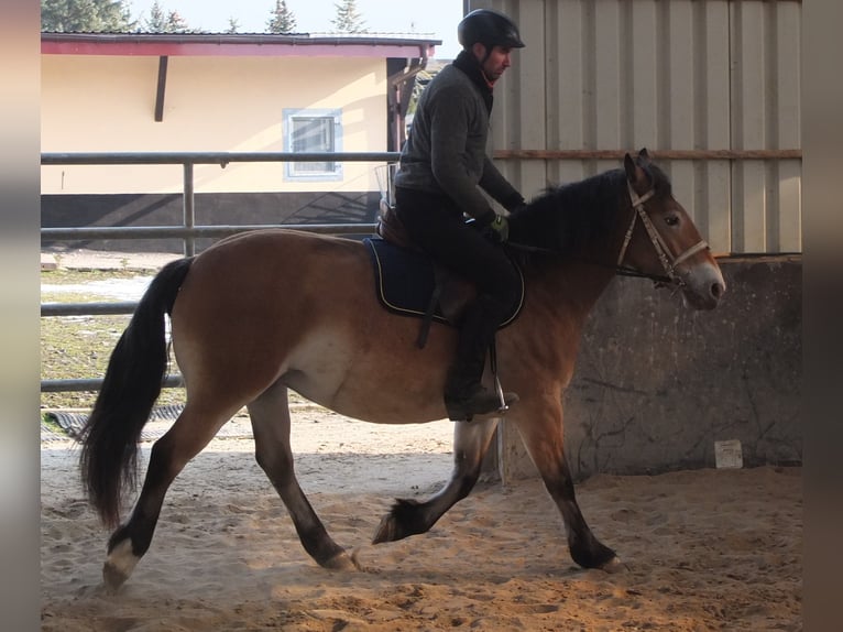 Appaloosa Mix Giumenta 7 Anni 149 cm Baio chiaro in Ellersleben