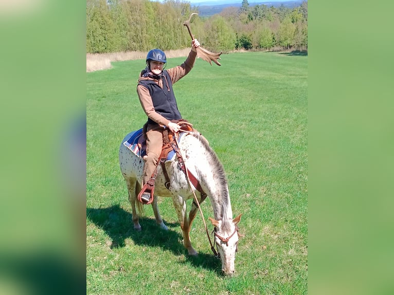 Appaloosa Giumenta 7 Anni 150 cm Bianco in Doksy, Česká republika