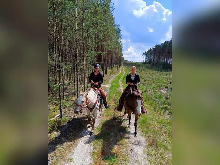 Appaloosa Giumenta 7 Anni 150 cm Bianco in Doksy, Česká republika
