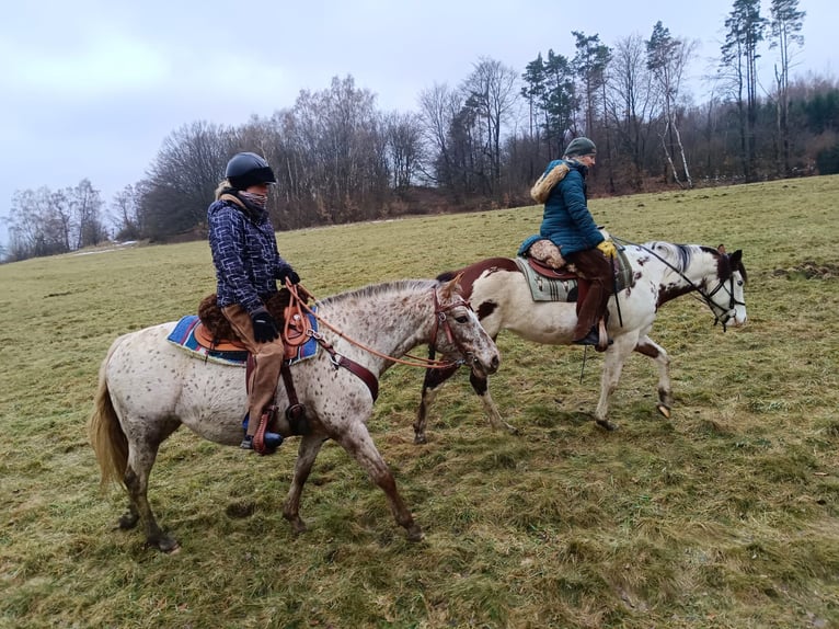 Appaloosa Giumenta 7 Anni 150 cm Bianco in Doksy, Česká republika