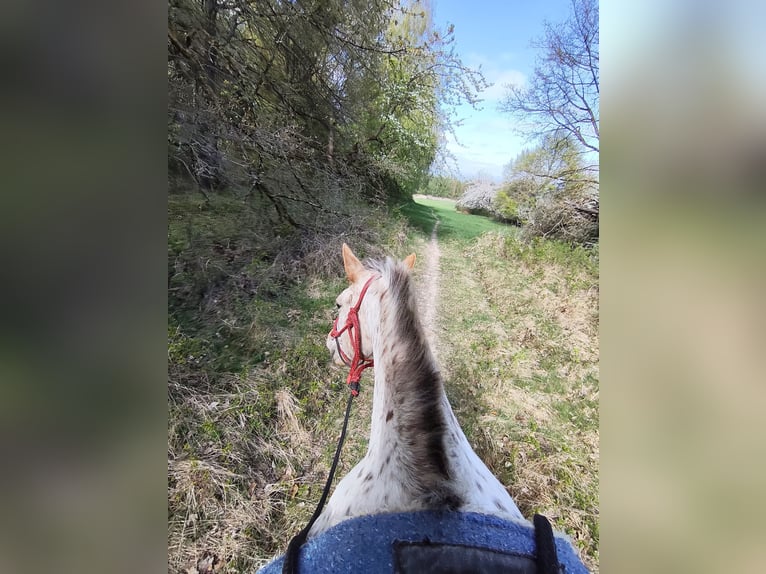 Appaloosa Giumenta 7 Anni 150 cm Bianco in Doksy, Česká republika
