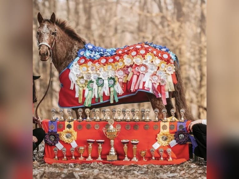 Appaloosa Giumenta 7 Anni 150 cm Bianco in Doksy, Česká republika