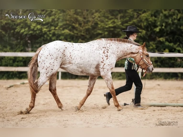 Appaloosa Giumenta 7 Anni 150 cm Bianco in Doksy, Česká republika