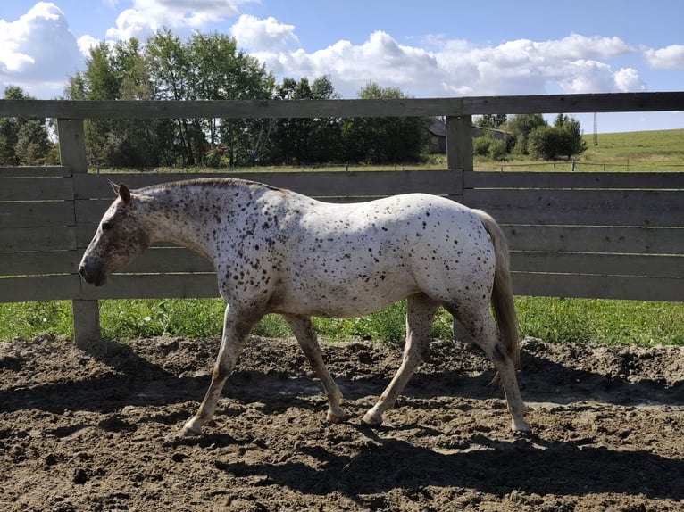 Appaloosa Giumenta 7 Anni 150 cm Bianco in Doksy, Česká republika