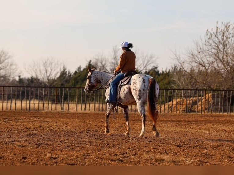 Appaloosa Giumenta 7 Anni 150 cm Sauro scuro in Perry