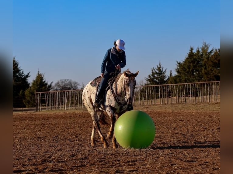 Appaloosa Giumenta 7 Anni 150 cm Sauro scuro in Perry