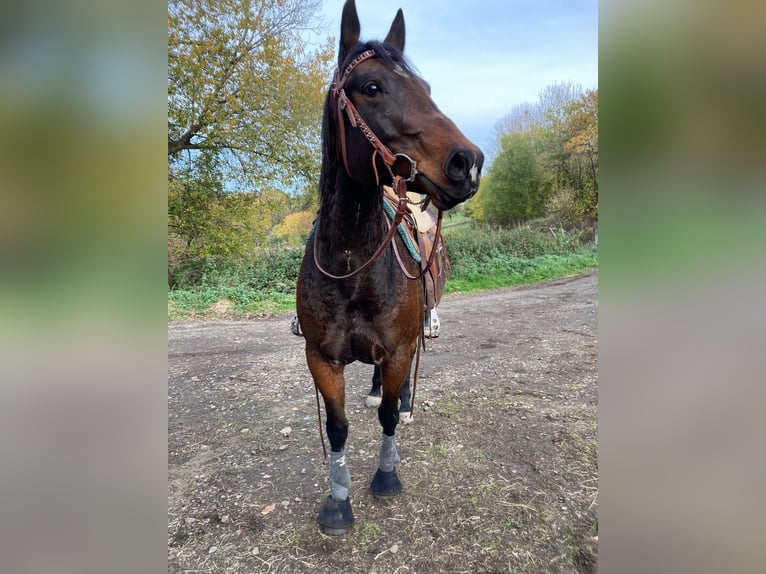 Appaloosa Giumenta 7 Anni 153 cm Baio scuro in Kempenich