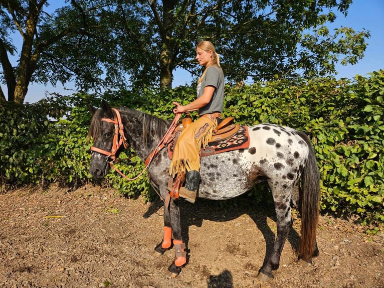 Appaloosa Giumenta 7 Anni 153 cm Leopard in Linkenbach