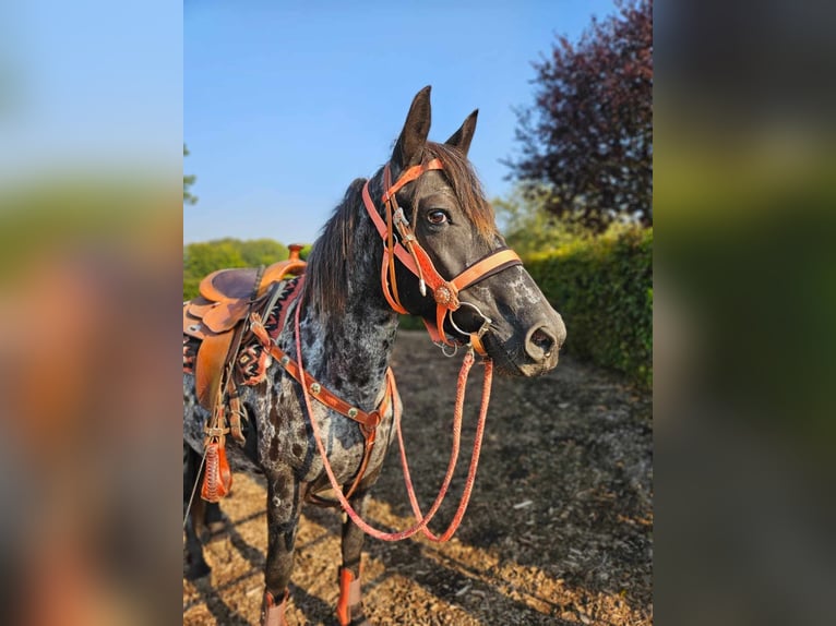 Appaloosa Giumenta 7 Anni 153 cm Leopard in Linkenbach