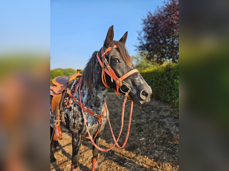 Appaloosa Giumenta 7 Anni 153 cm Leopard in Linkenbach