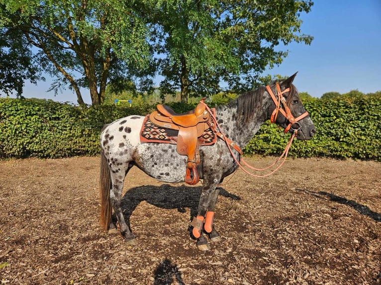 Appaloosa Giumenta 7 Anni 153 cm Leopard in Linkenbach