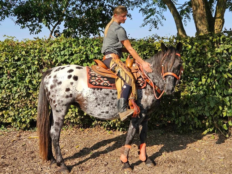 Appaloosa Giumenta 7 Anni 153 cm Leopard in Linkenbach