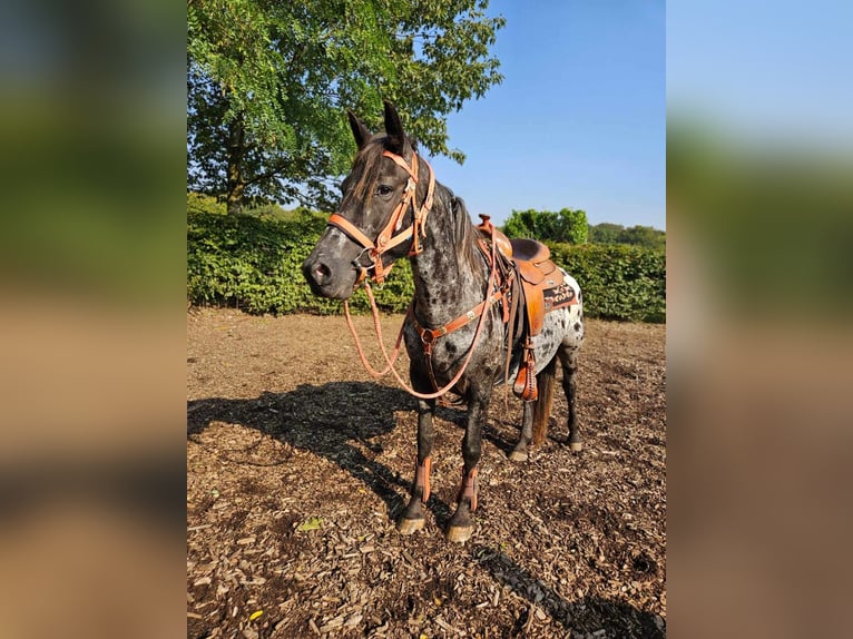 Appaloosa Giumenta 7 Anni 153 cm Leopard in Linkenbach