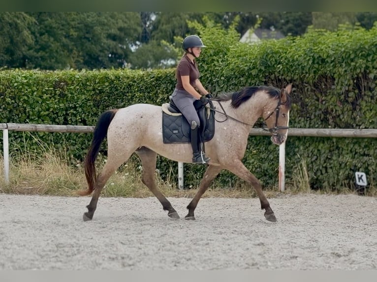 Appaloosa Mix Giumenta 7 Anni 160 cm Roano rosso in Neustadt (Wied)