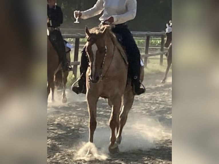 Appaloosa Giumenta 7 Anni 165 cm Roano rosso in Gro&#xDF; Ippener