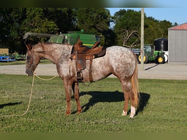 Appaloosa Giumenta 7 Anni Roano rosso in Guthrie OK
