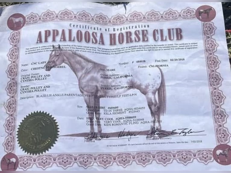 Appaloosa Giumenta 7 Anni Roano rosso in Paicines CA