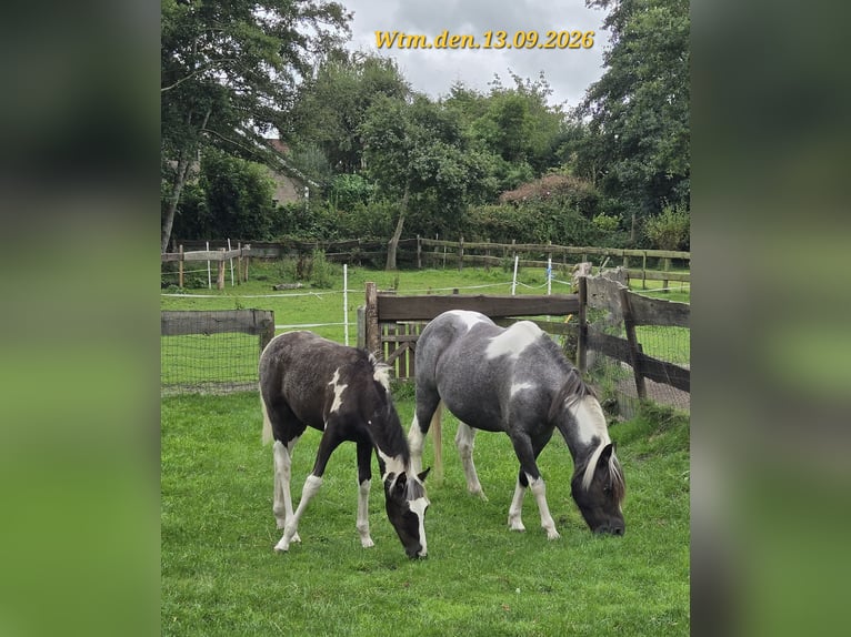 Appaloosa Mix Giumenta 8 Anni 125 cm Roano blu in Wittmund