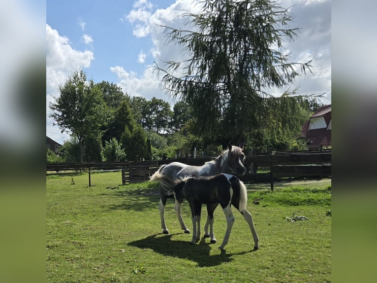 Appaloosa Mix Giumenta 8 Anni 125 cm Roano blu in Wittmund