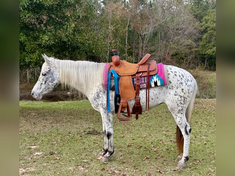 Appaloosa Giumenta 8 Anni 140 cm Leopard in Kentwood