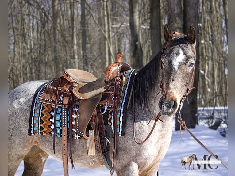 Appaloosa Giumenta 8 Anni 147 cm Baio roano in North Bloomfield