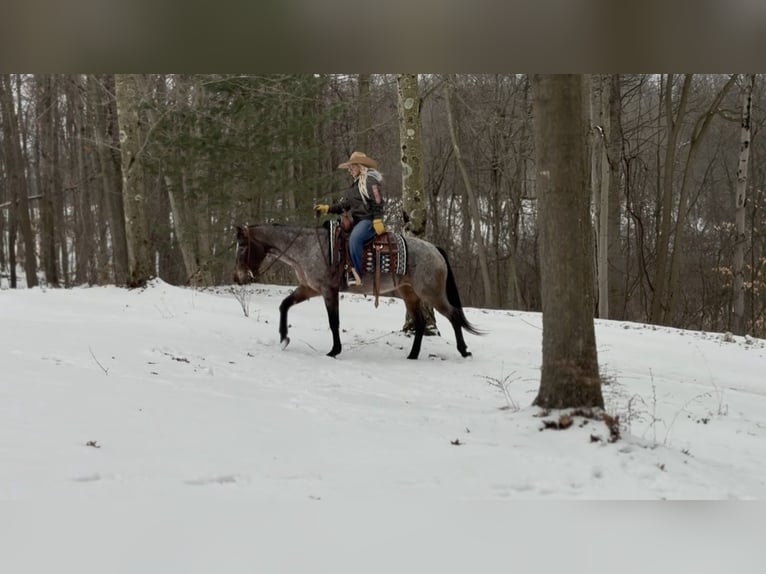 Appaloosa Giumenta 8 Anni 147 cm Baio roano in North Bloomfield