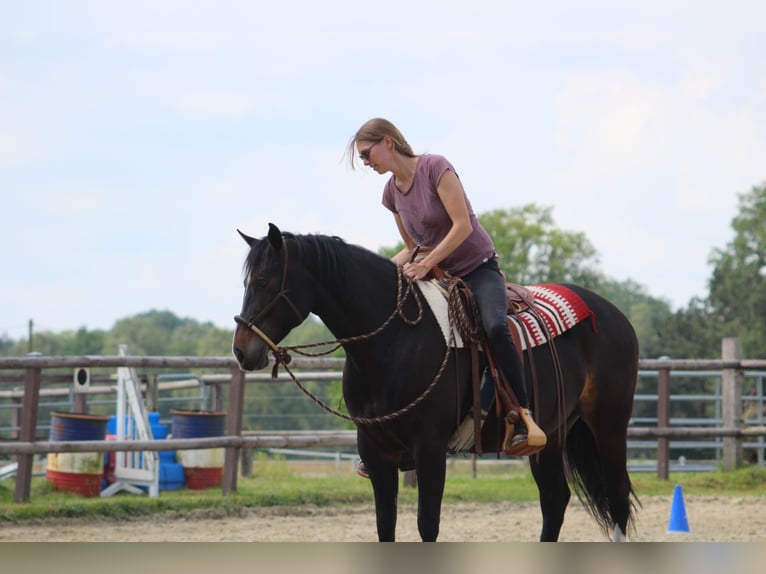 Appaloosa Giumenta 8 Anni 151 cm Baio in Oldenburg