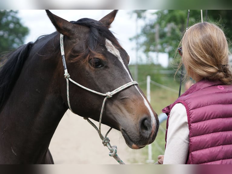 Appaloosa Giumenta 8 Anni 151 cm Baio in Oldenburg