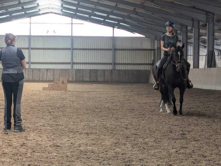 Appaloosa Giumenta 8 Anni 151 cm Baio in Oldenburg