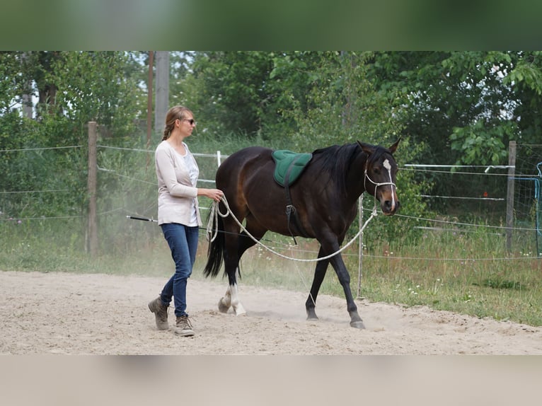 Appaloosa Giumenta 8 Anni 151 cm Baio in Oldenburg