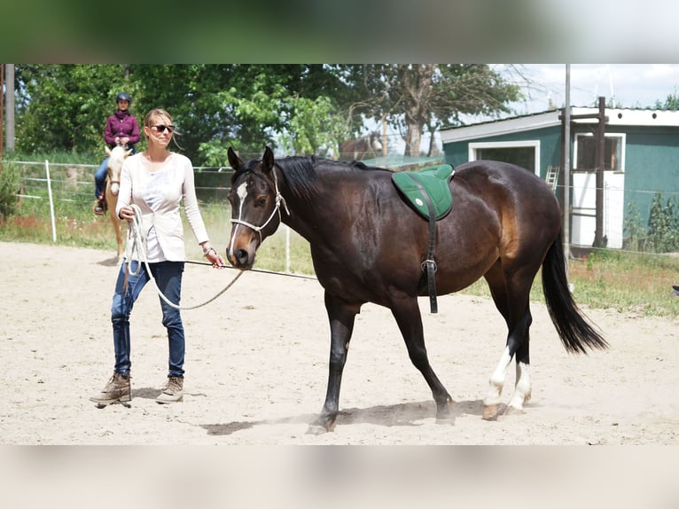 Appaloosa Giumenta 8 Anni 151 cm Baio in Oldenburg