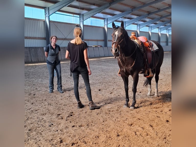 Appaloosa Giumenta 8 Anni 151 cm Baio in Oldenburg