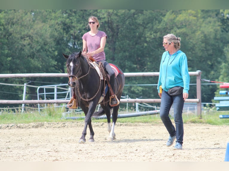 Appaloosa Giumenta 8 Anni 151 cm Baio in Oldenburg