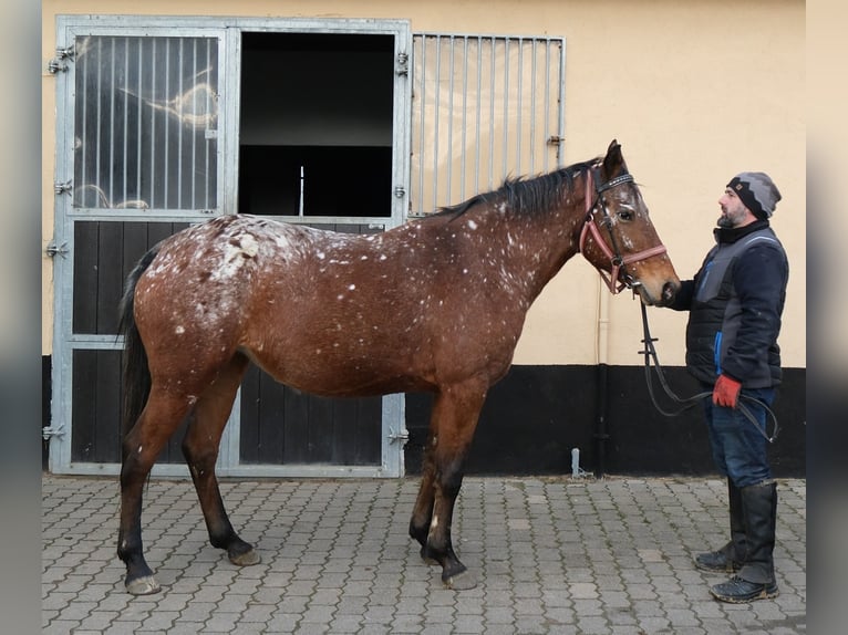 Appaloosa Giumenta 8 Anni 152 cm Leopard in Buttst&#xE4;dt