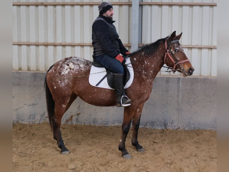 Appaloosa Giumenta 8 Anni 152 cm Leopard in Buttstädt