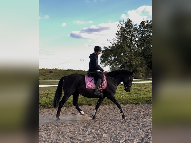 Appaloosa Mix Giumenta 8 Anni 153 cm Baio scuro in Ziesendorf