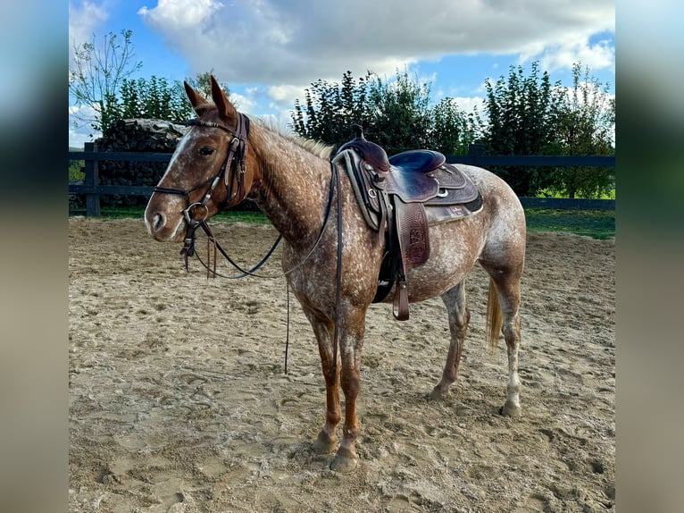 Appaloosa Giumenta 8 Anni 153 cm Sauro in Daleiden