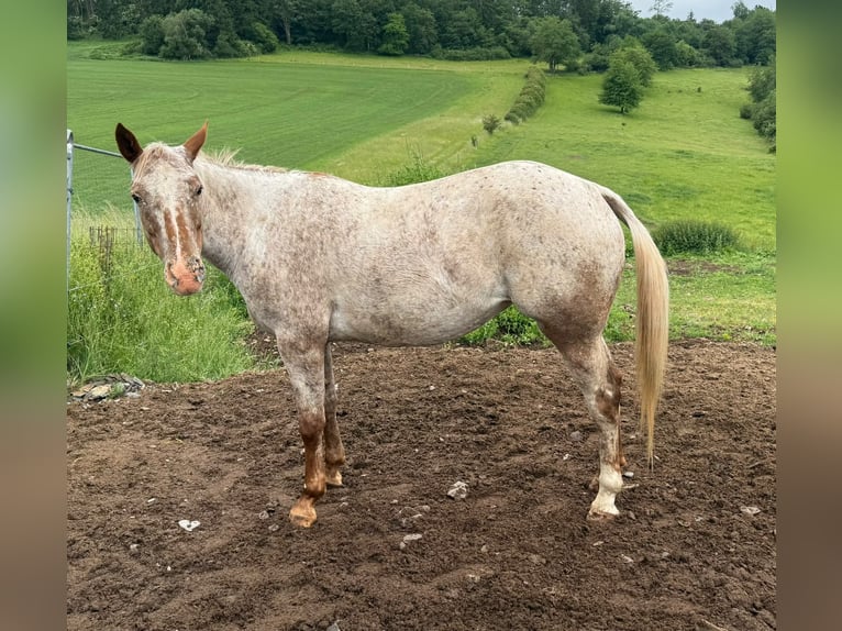 Appaloosa Giumenta 8 Anni 153 cm Sauro in Daleiden