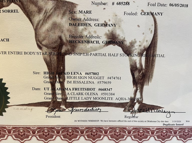 Appaloosa Giumenta 8 Anni 153 cm Sauro in Daleiden