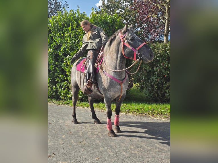 Appaloosa Mix Giumenta 8 Anni 154 cm Leopard in Linkenbach