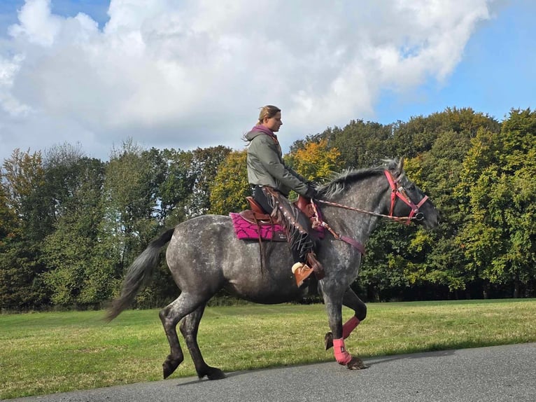 Appaloosa Mix Giumenta 8 Anni 154 cm Leopard in Linkenbach