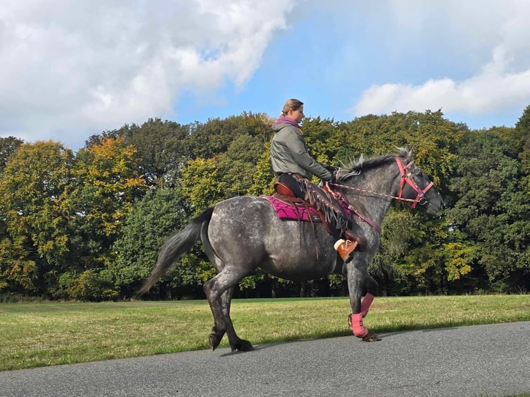 Appaloosa Mix Giumenta 8 Anni 154 cm Leopard in Linkenbach