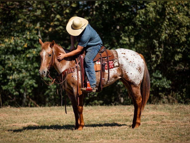Appaloosa Giumenta 8 Anni 155 cm Sauro scuro in Santa Fe Appaloosa Giumenta 8 Anni 155 cm Sauro scuro in Santa Fe