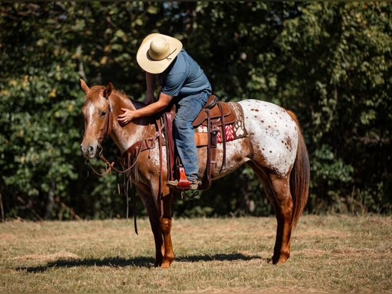 Appaloosa Giumenta 8 Anni 155 cm Sauro scuro in Santa Fe Appaloosa Giumenta 8 Anni 155 cm Sauro scuro in Santa Fe