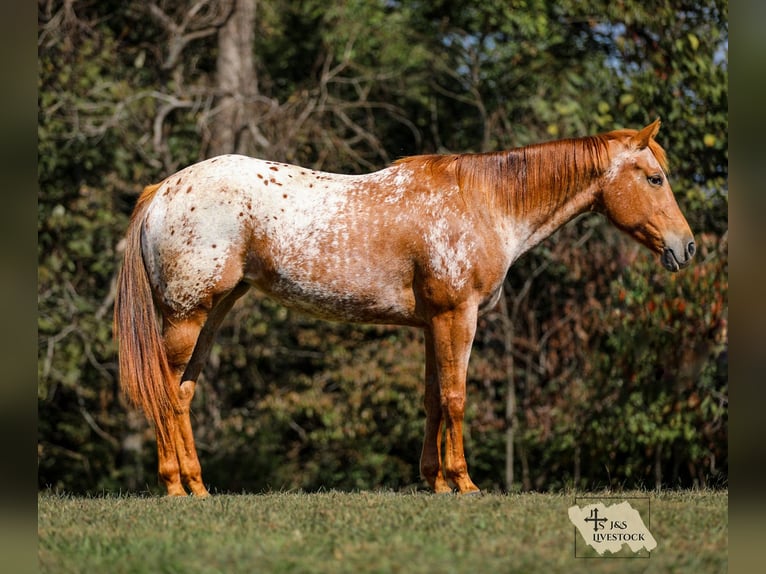 Appaloosa Giumenta 8 Anni 155 cm Sauro scuro in Santa Fe